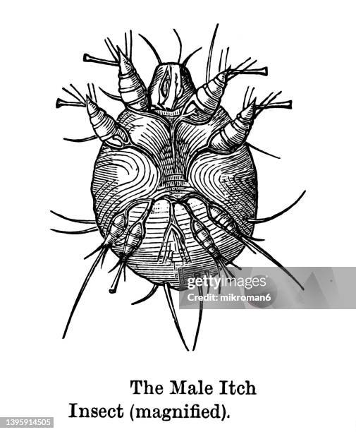 Mal Insect 1,035 Insect Anatomy Stock Photos, High-Res Pictures, and Images ...
