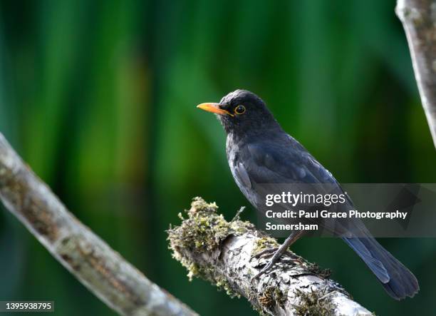 5,381 The Thorn Birds Photos and Premium High Res Pictures - Getty Images 5,381 The Thorn Birds Photos and Premium High Res Pictures - Getty Images