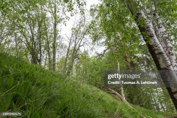 low angle view of lush and verdant forest in finland in the summer. - tampere finland stockfoto's en -beelden