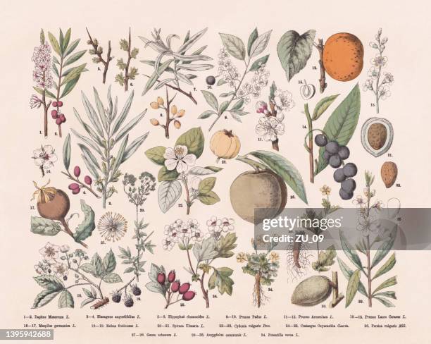 stockillustraties, clipart, cartoons en iconen met flowering plants (rosids), hand-colored wood engraving, published in 1887 - hawthorn