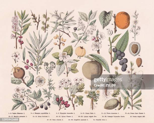 ilustrações de stock, clip art, desenhos animados e ícones de flowering plants (rosids), hand-colored wood engraving, published in 1887 - amendoas