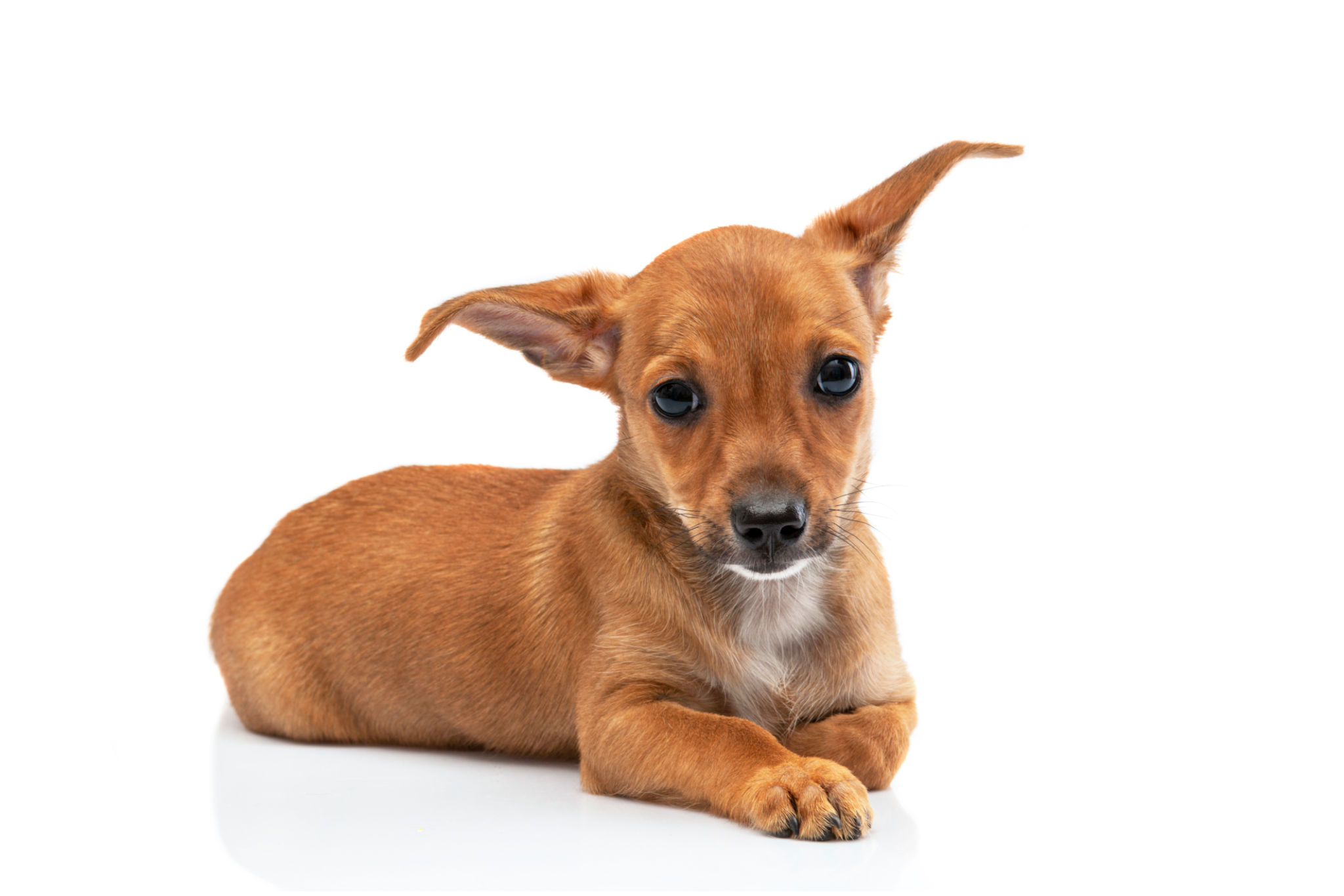 small breed puppy