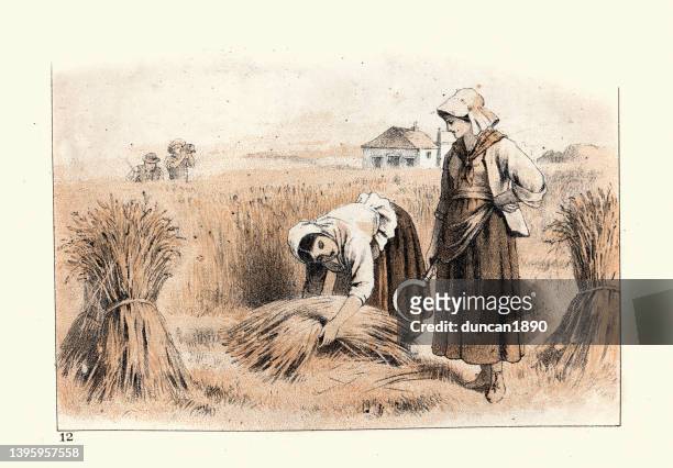 victorian agricultural workers harvesting wheat in a field, woman farm labourers, 19th century farming - archive farms stock illustrations