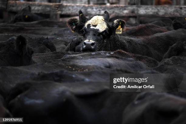 Aberdeen Angus breed cattle wait in the pen during the last days of operations of the traditional Liniers cattle auction on April 26, 2022 in Buenos...