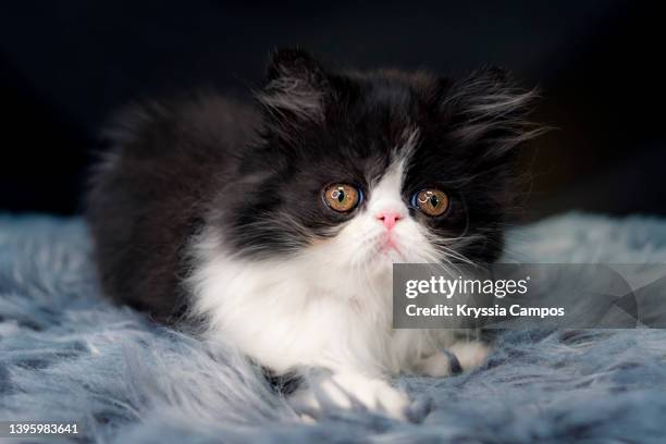 black- white persian kitten looking at camera - longhair cat stock-fotos und bilder