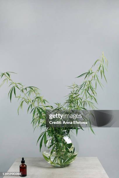 bouquet of cannabis in transparent glass vase on gray background. front view - cbd stock-fotos und bilder