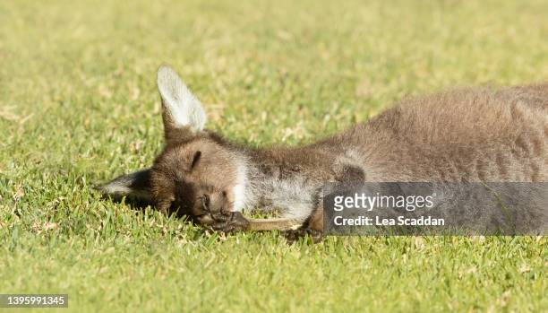 sleepy joey - australia mammal stock pictures, royalty-free photos & images