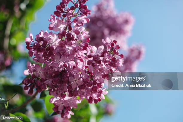 purple and pink lilac flowers and green leaves against blue sky in sunny day, garden plants - purple lilac stock pictures, royalty-free photos & images