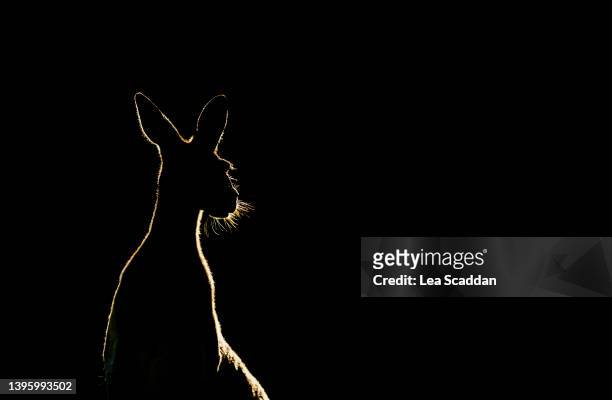 kangaroo silhouette - australia gold stock pictures, royalty-free photos & images