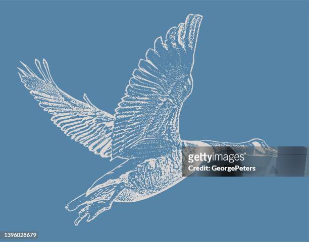 ilustraciones, imágenes clip art, dibujos animados e iconos de stock de canada goose volando - goose