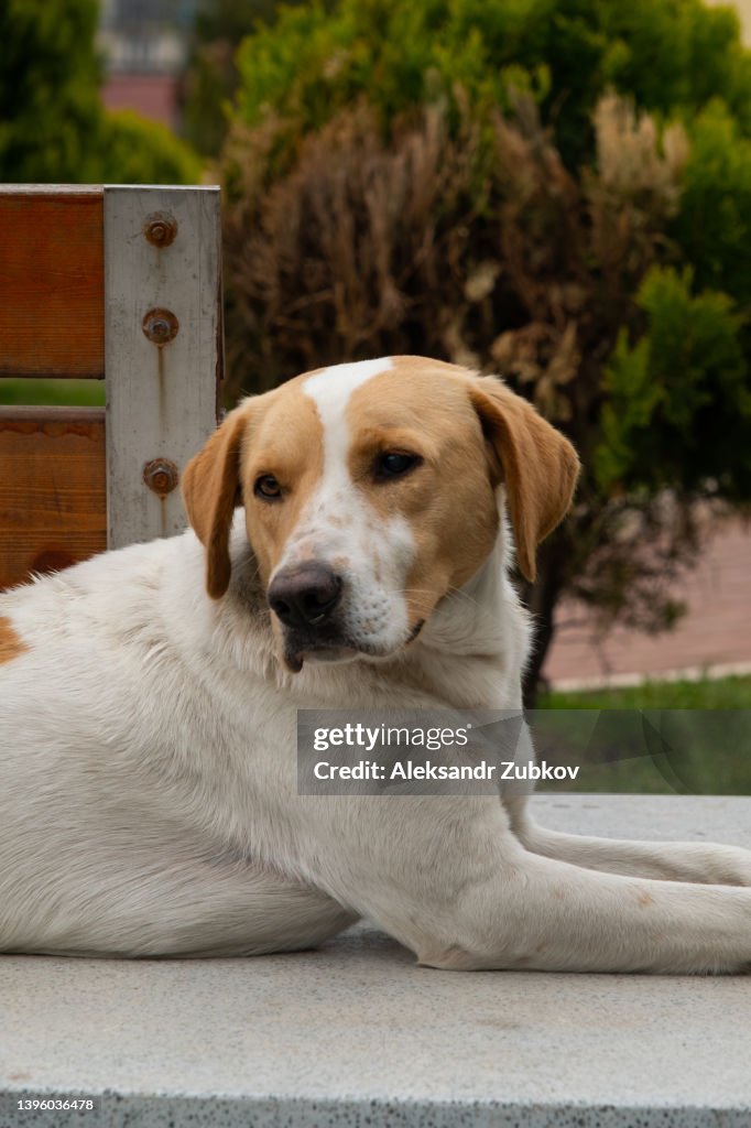 A large, lonely brown dog with white paws and muzzle lies on the asphalt, road or sidewalk. Portrait of a sad abandoned dog looking away. A stray, sterilized and vaccinated dog on the street, outdoors on a summer day.