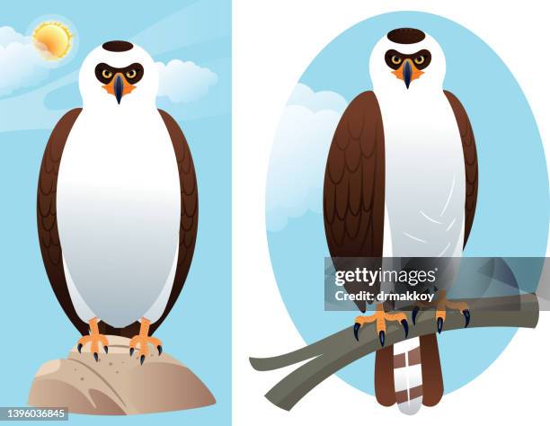 black-and-white hawk-eagle, 
spizaetus melanoleucus - peregrine falcon stock illustrations