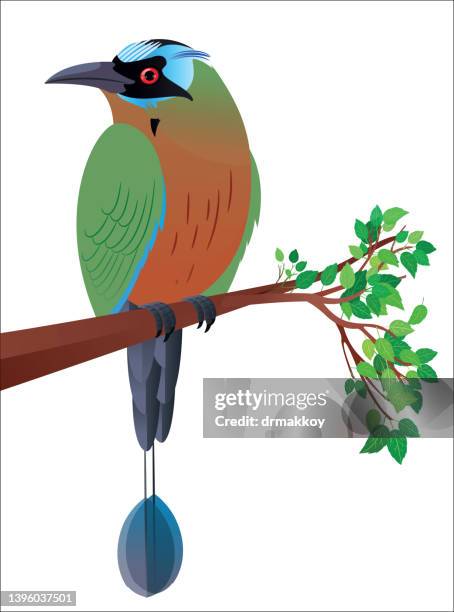 ilustrações de stock, clip art, desenhos animados e ícones de turquoise-browed motmot - nicarágua