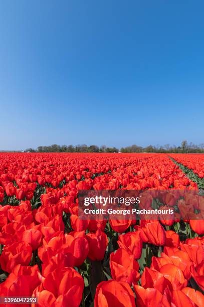 field of red tulips on a sunny day - noord holland landschap stockfoto's en -beelden