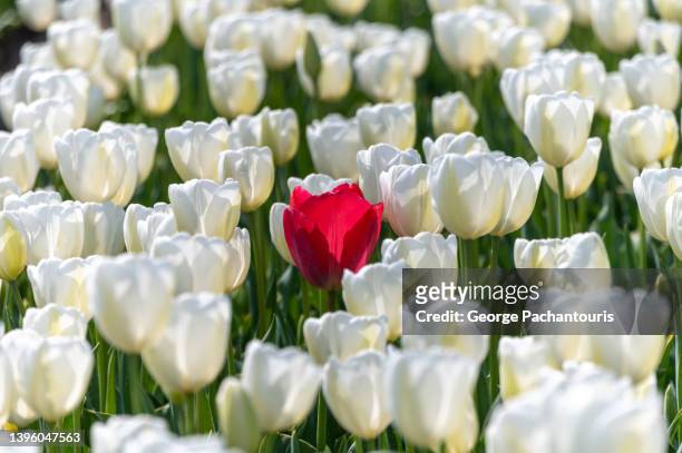 close-up photo of a red tulip in a field of white tulips - single flower in field stock pictures, royalty-free photos & images