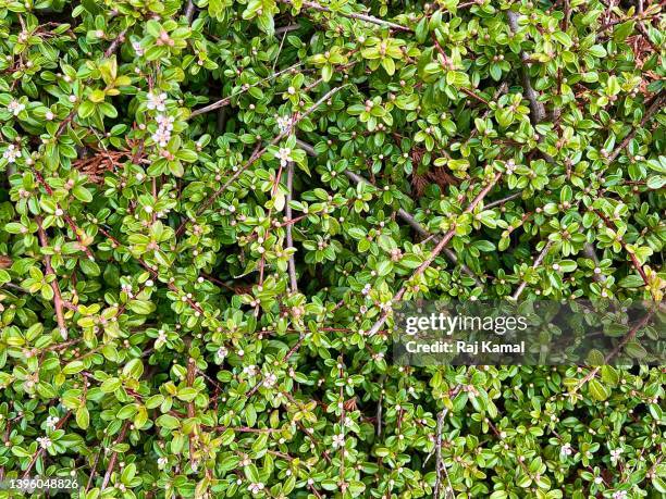 rockspray cotoneaster in close up (cotoneaster horizontalis). - cotoneaster horizontalis stock pictures, royalty-free photos & images