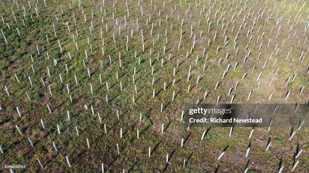 Tree Reforestation