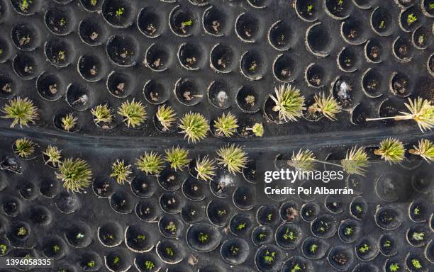 aerial view of la geria, a traditional volcanic vineyard in timanfaya national park, lanzarote, canary islands, spain - timanfaya national park stockfoto's en -beelden