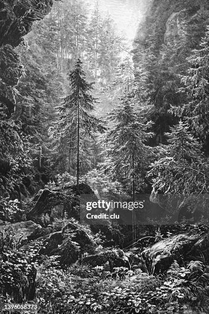 saxon switzerland, wolfsschlucht im umselgrund - saxon switzerland stock illustrations