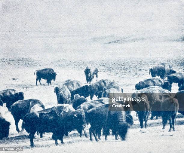 buffalo herd grazing, usa - prairie stock illustrations