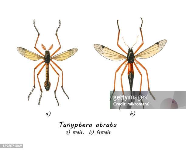 old chromolithograph illustration of true crane flies (tanyptera atrata) - female animal stock pictures, royalty-free photos & images