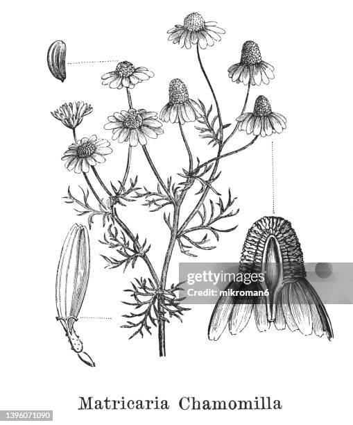 old engraved illustration of chamomile, german chamomile, hungarian chamomile, wild chamomile, blue chamomile, scented mayweed (matricaria chamomilla, matricaria recutita) - chamomile flower stock-fotos und bilder