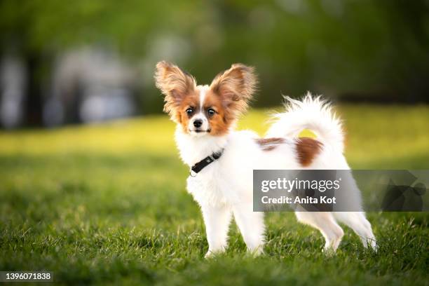 portrait of a papillon puppy - vlinderhondje stockfoto's en -beelden