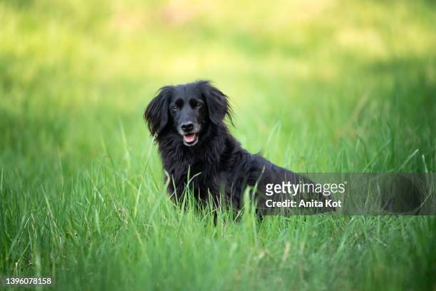 portrait of a dog sitting in the grass - long haired dachshund fotografías e imágenes de stock