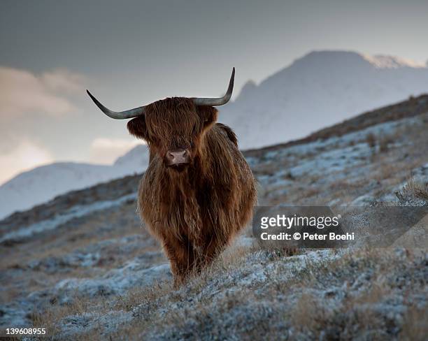 highland cattle, scotland, isle of skye - insel skye stock-fotos und bilder