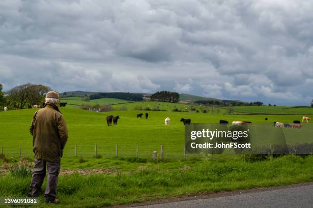 mature man looking at a field with beef cattle - waxed jacket stock pictures, royalty-free photos & images