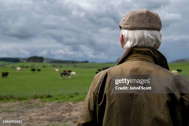 close up rear view of a man looking at beef cattle - waxed jacket stock pictures, royalty-free photos & images