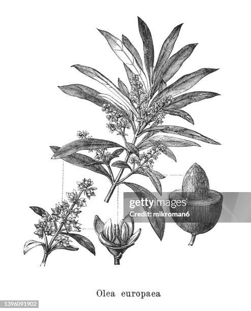 old engraved illustration of the olive tree (olea europaea) - olive orchard fotografías e imágenes de stock