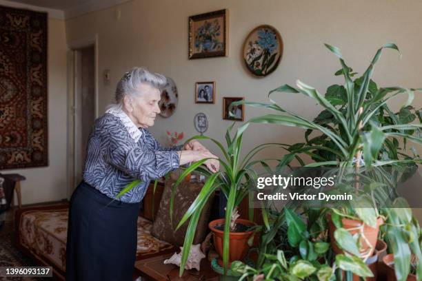 view of a grandma arranging her indoor plants with love. - grandmas living room 個照片及圖片檔