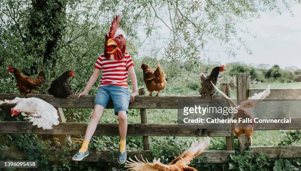 comical image of a child wearing a rubber rooster mask surrounded by hens - funny rooster stockfoto's en -beelden