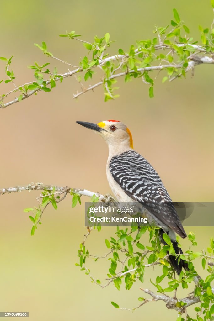 Golden-fronted Woodpecker