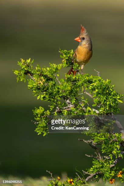 northern cardinal female perching - blue cardinal bird imagens e fotografias de stock