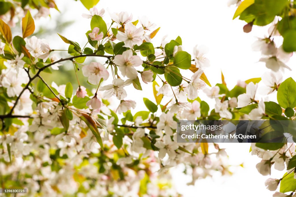 Malus spectabilis or crab apple tree in full bloom