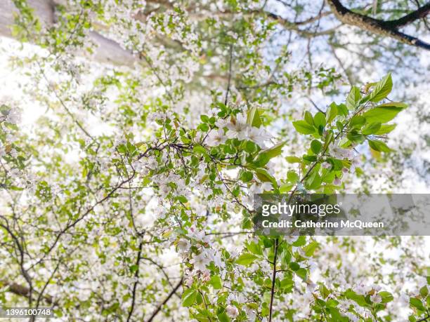 malus spectabilis or crab apple tree in full bloom - blühender baum stock-fotos und bilder