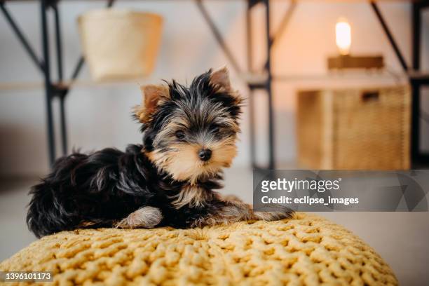 puppy - yorkshireterriër stockfoto's en -beelden