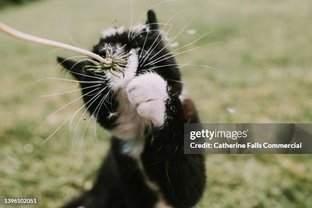 a young cat paws at a dandelion - flying cat stock pictures, royalty-free photos & images