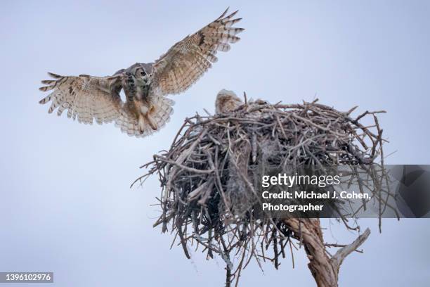 homecoming - great horned owl stock pictures, royalty-free photos & images