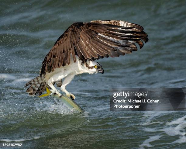 334 Fish Hawk Florida Stock Photos, High-Res Pictures, and Images - Getty  Images