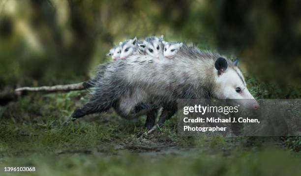 opossum family - opossum stockfoto's en -beelden