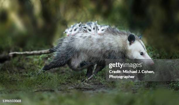 opossum family - opossum stock pictures, royalty-free photos & images