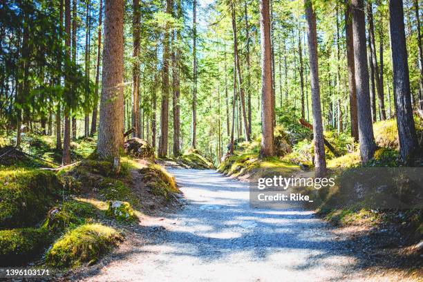 wonderful sunny forest path in bavaria/germany at the eibsee - bavaria summer stock pictures, royalty-free photos & images