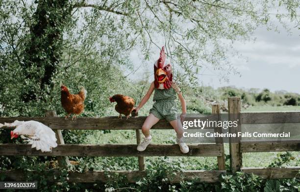 comical image of a little girl perched on a fence wearing a rubber rooster mask, with real hens beside her. - verkleden stockfoto's en -beelden
