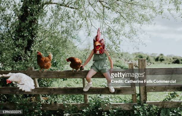 comical image of a little girl perched on a fence wearing a rubber rooster mask, with real hens beside her. - 2022 a funny thing stock pictures, royalty-free photos & images