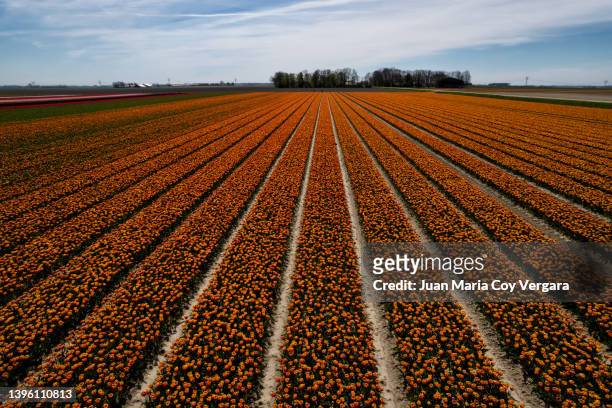 aerial view of red and yellow tulip flowers growing in a field - flevoland stock pictures, royalty-free photos & images