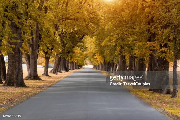 beautiful romantic alley in a park with colorful trees and sunlight. autumn natural background. autumn leaves ground - autumnal forest trees japan fotografías e imágenes de stock