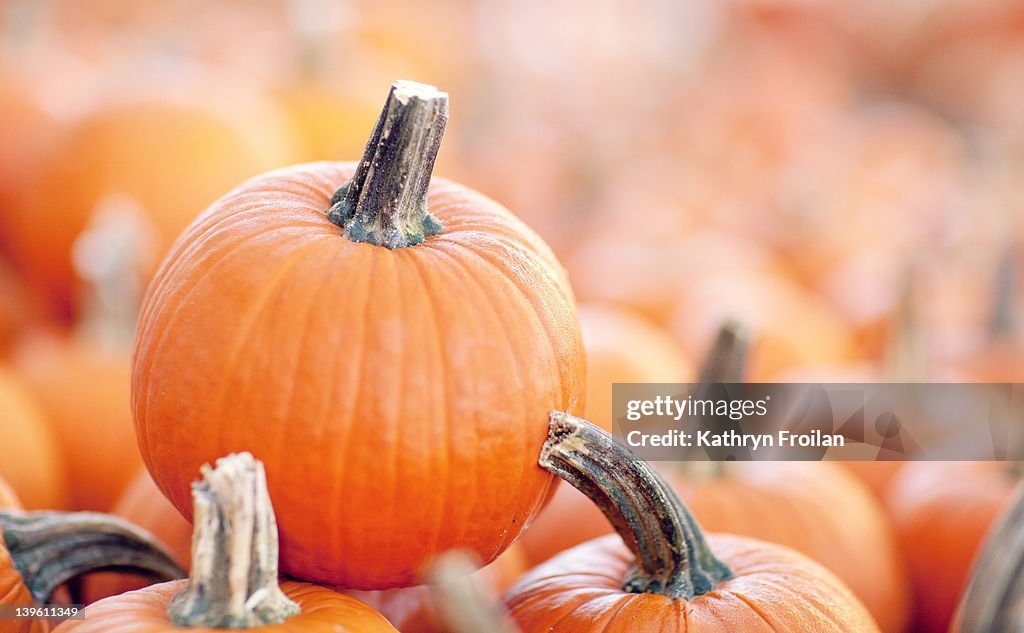 Pile of orange pumpkins